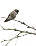 Black-chinned Hummingbird 7163